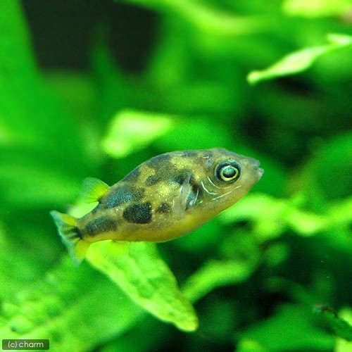 🐠熱帯魚・海水魚・淡水魚に癒される🫧