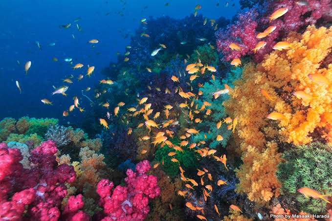 🐠熱帯魚・海水魚・淡水魚に癒される🫧