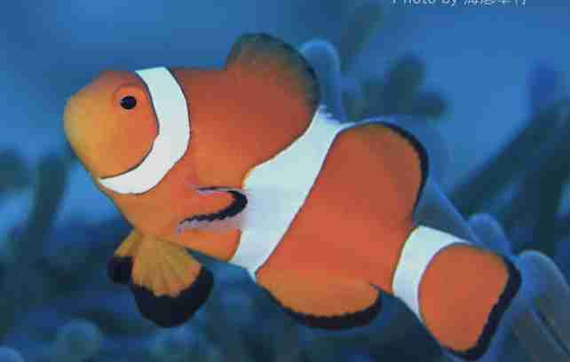 【実況・感想】金曜ロードショー「美女と野獣」