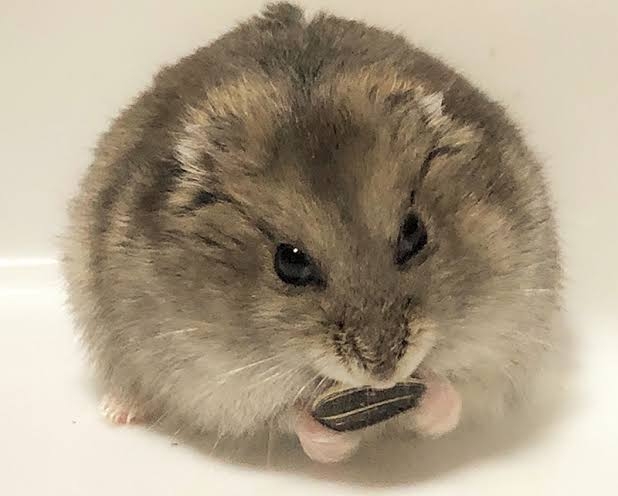 東京の繁華街でネズミの大群相次ぐ　コロナ明けと相関