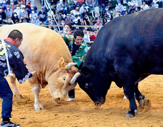 上げ馬神事 過去15年で4頭安楽死 県 見直し提案へ