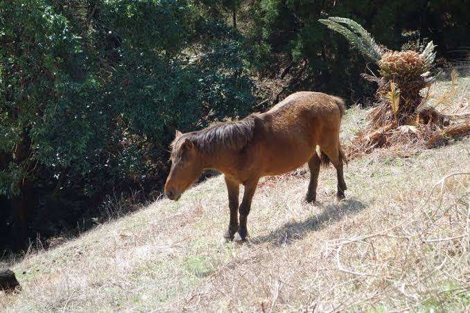 上げ馬神事 過去15年で4頭安楽死 県 見直し提案へ