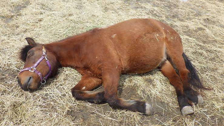 上げ馬神事 過去15年で4頭安楽死 県 見直し提案へ