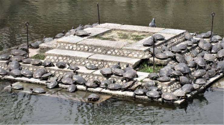 神社の池に金魚800匹捨てられる　体長3センチ、水面真っ赤　住民憤慨「あまりにも悪質だ」　霧島市