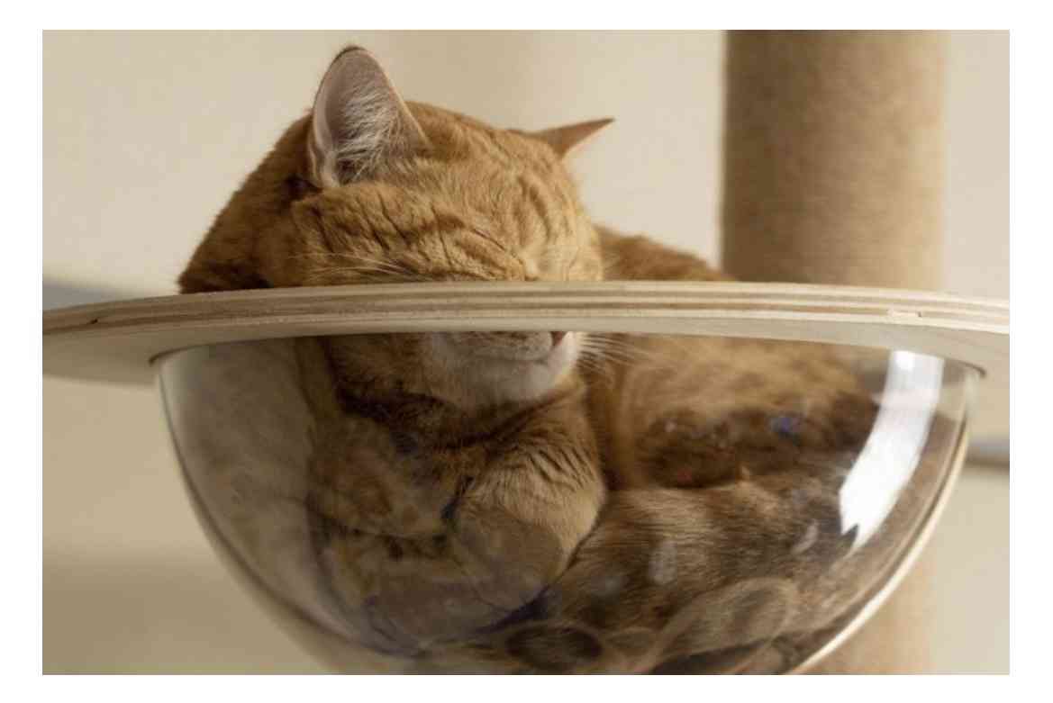 【身バレしない程度に】お宅の愛猫ちゃんを見せてください！part11 