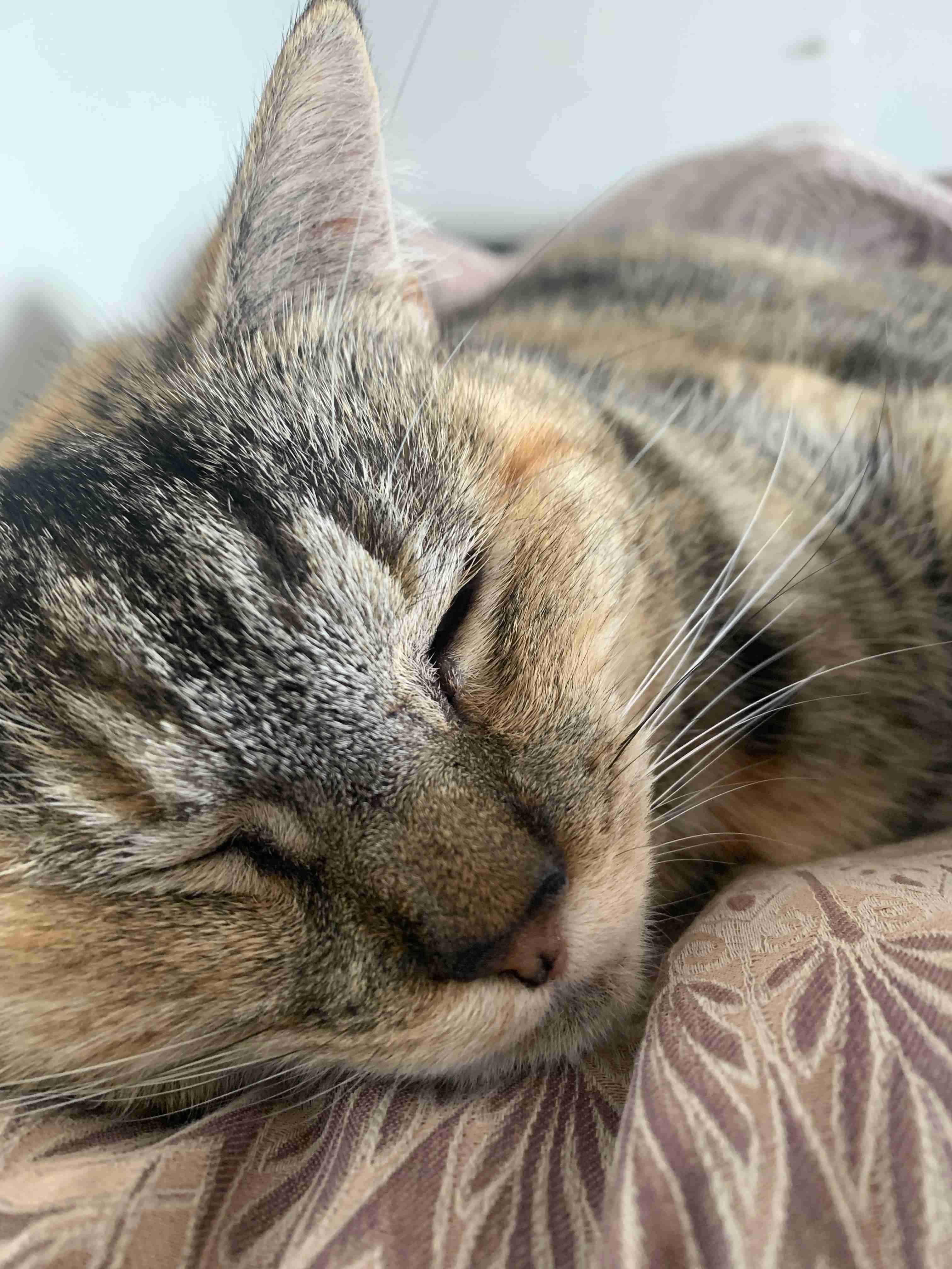 【身バレしない程度に】お宅の愛猫ちゃんを見せてください！part11 