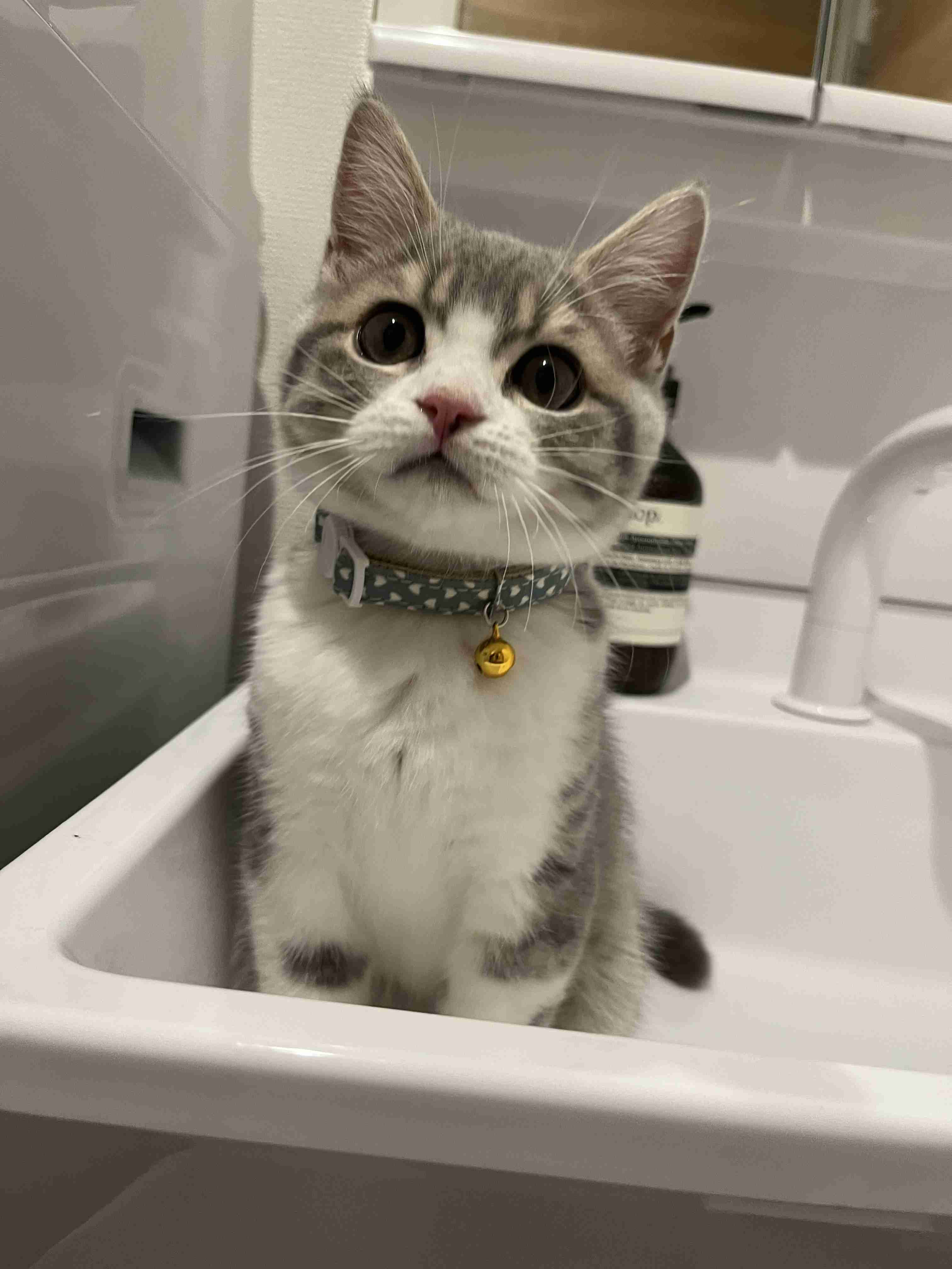 【身バレしない程度に】お宅の愛猫ちゃんを見せてください！part11 