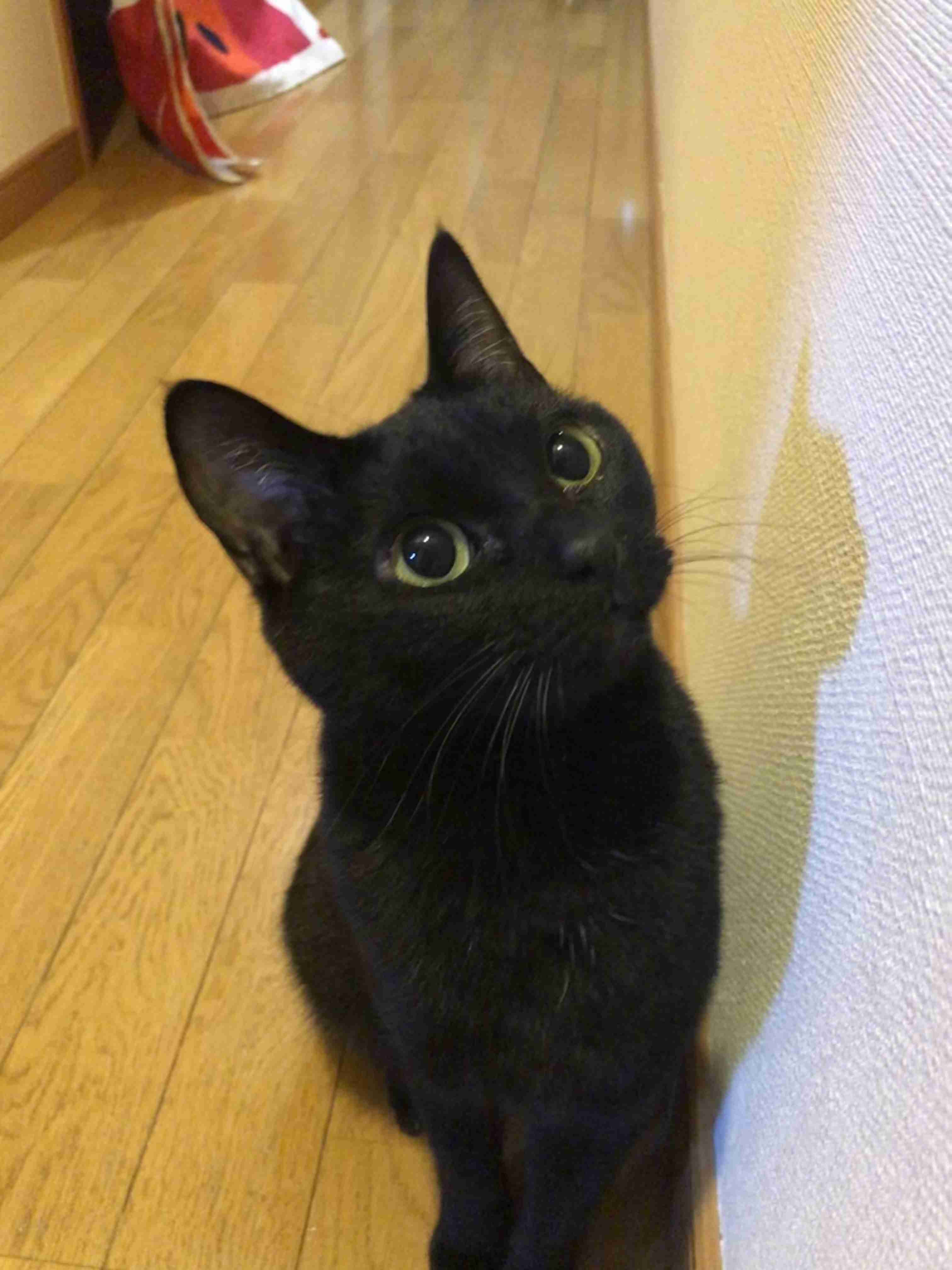 【身バレしない程度に】お宅の愛猫ちゃんを見せてください！part11 