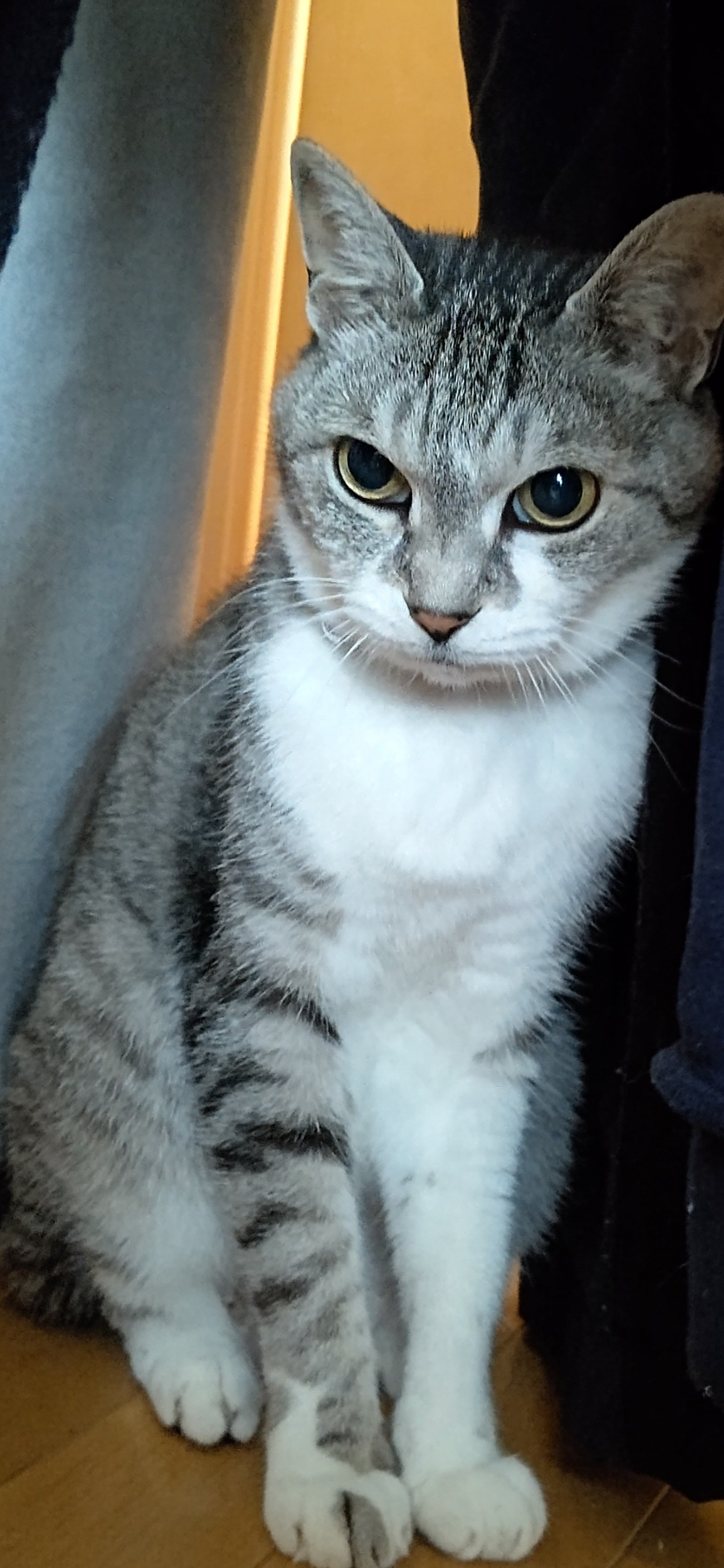 【身バレしない程度に】お宅の愛猫ちゃんを見せてください！part11 