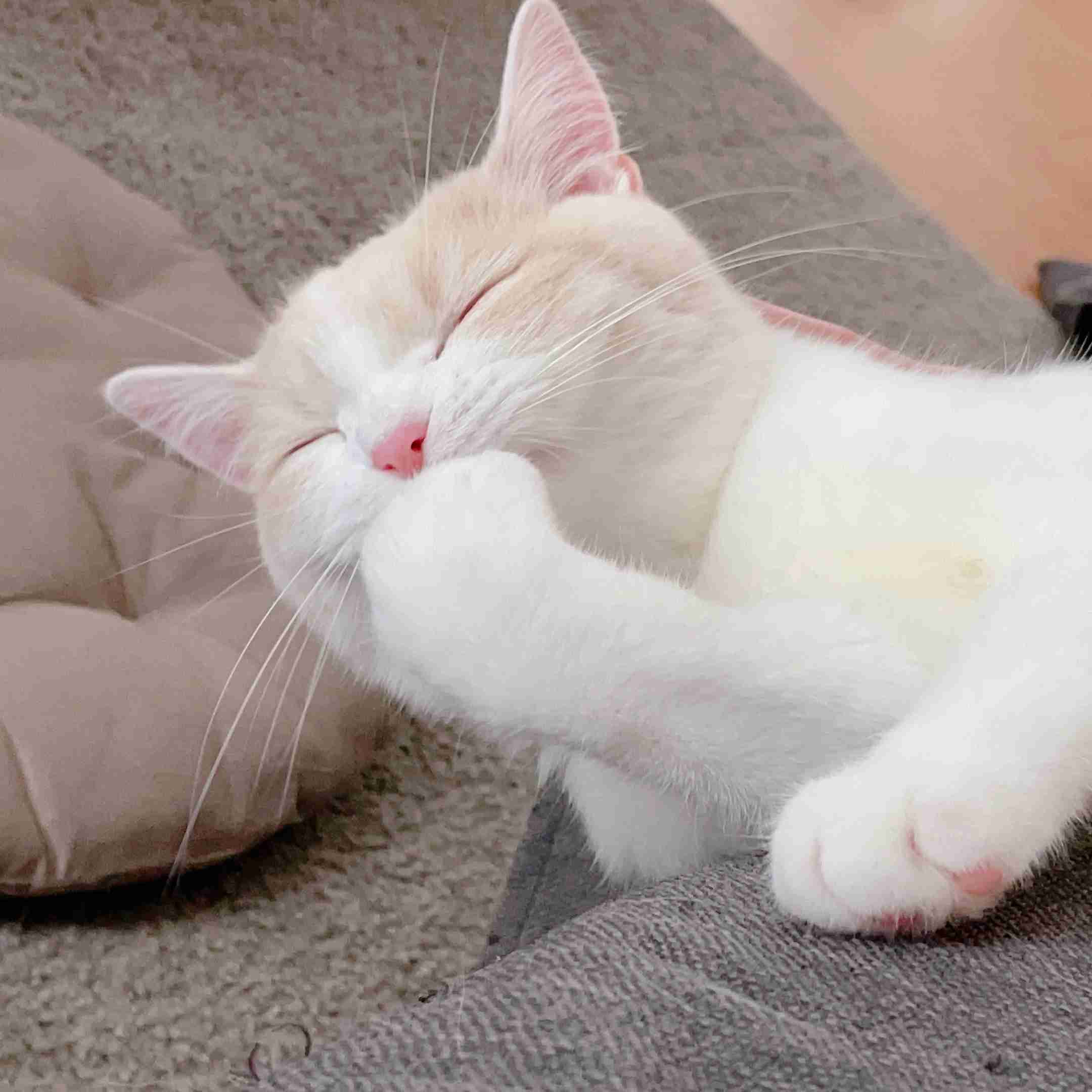 【身バレしない程度に】お宅の愛猫ちゃんを見せてください！part11 