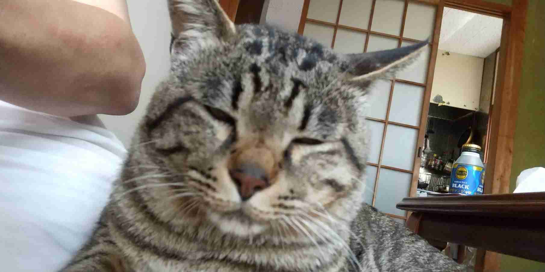 ペットの画像を貼ると詳しいガル民がパーソナルカラーを推測してくれるトピ