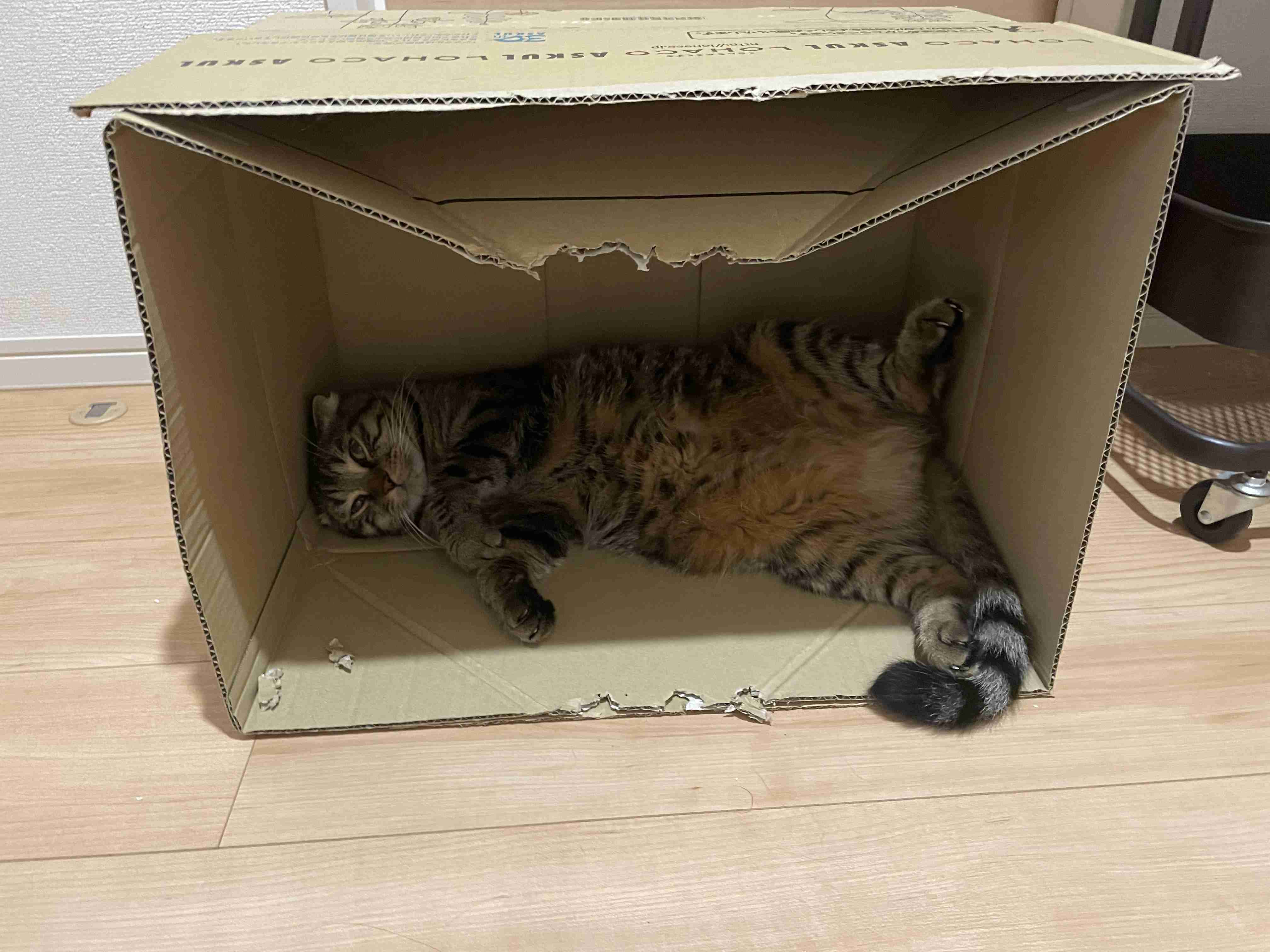 ペットの画像を貼ると詳しいガル民がパーソナルカラーを推測してくれるトピ