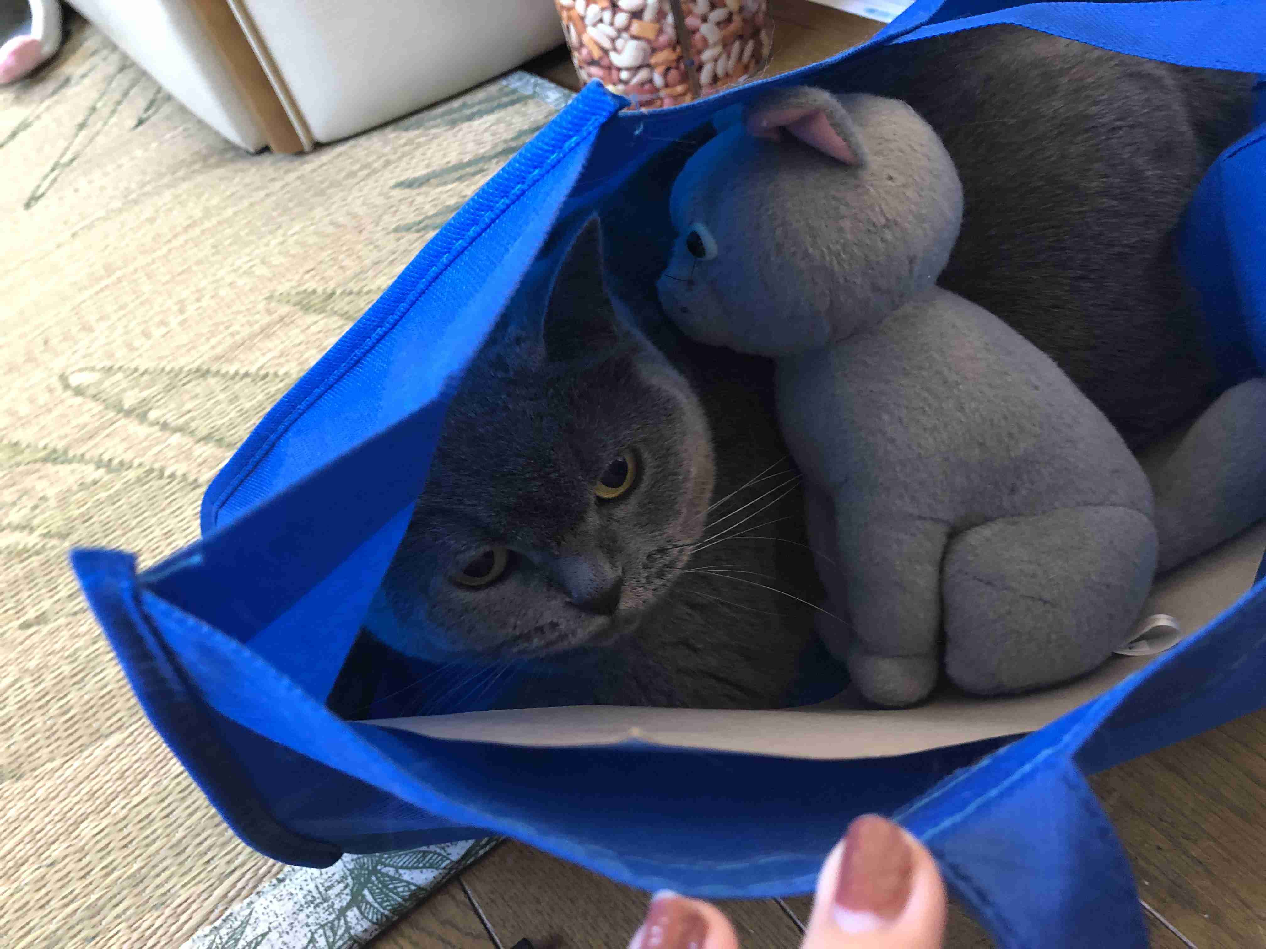 ペットの画像を貼ると詳しいガル民がパーソナルカラーを推測してくれるトピ