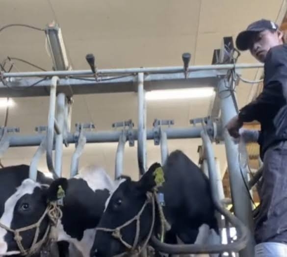 乳牛を殴る蹴る…TikTok動画拡散で物議 島根県畜産課「ありえない行為」、警察は動物虐待の疑いで捜査