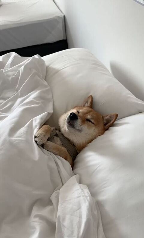 慢性的な睡眠不足、、、対策求む!