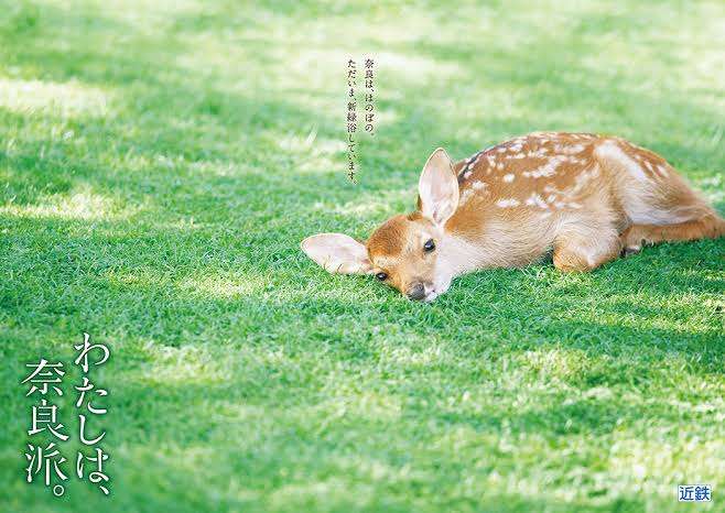 奈良県民だったら共感してくれそうなこと