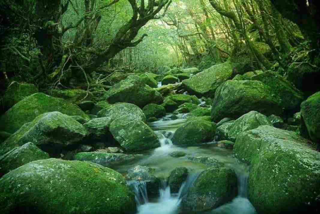 寝る前に穏やかな気持ちになる画像やGIFを貼るトピ