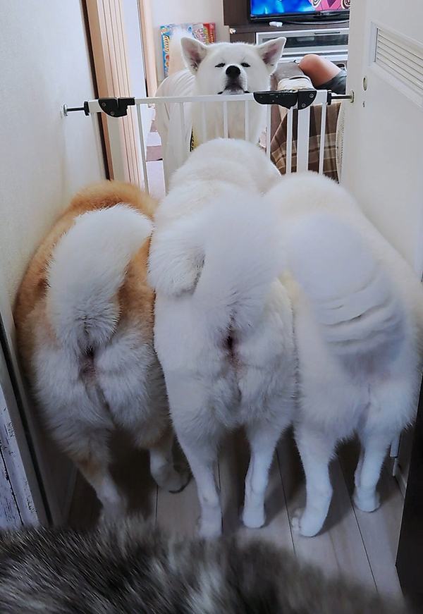 寝る前に穏やかな気持ちになる画像やGIFを貼るトピ