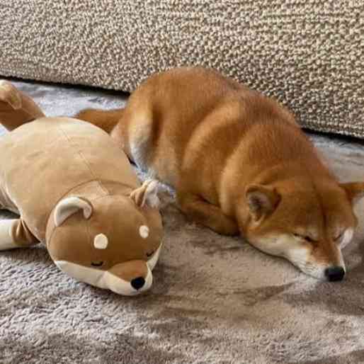 寝る前に穏やかな気持ちになる画像やGIFを貼るトピ