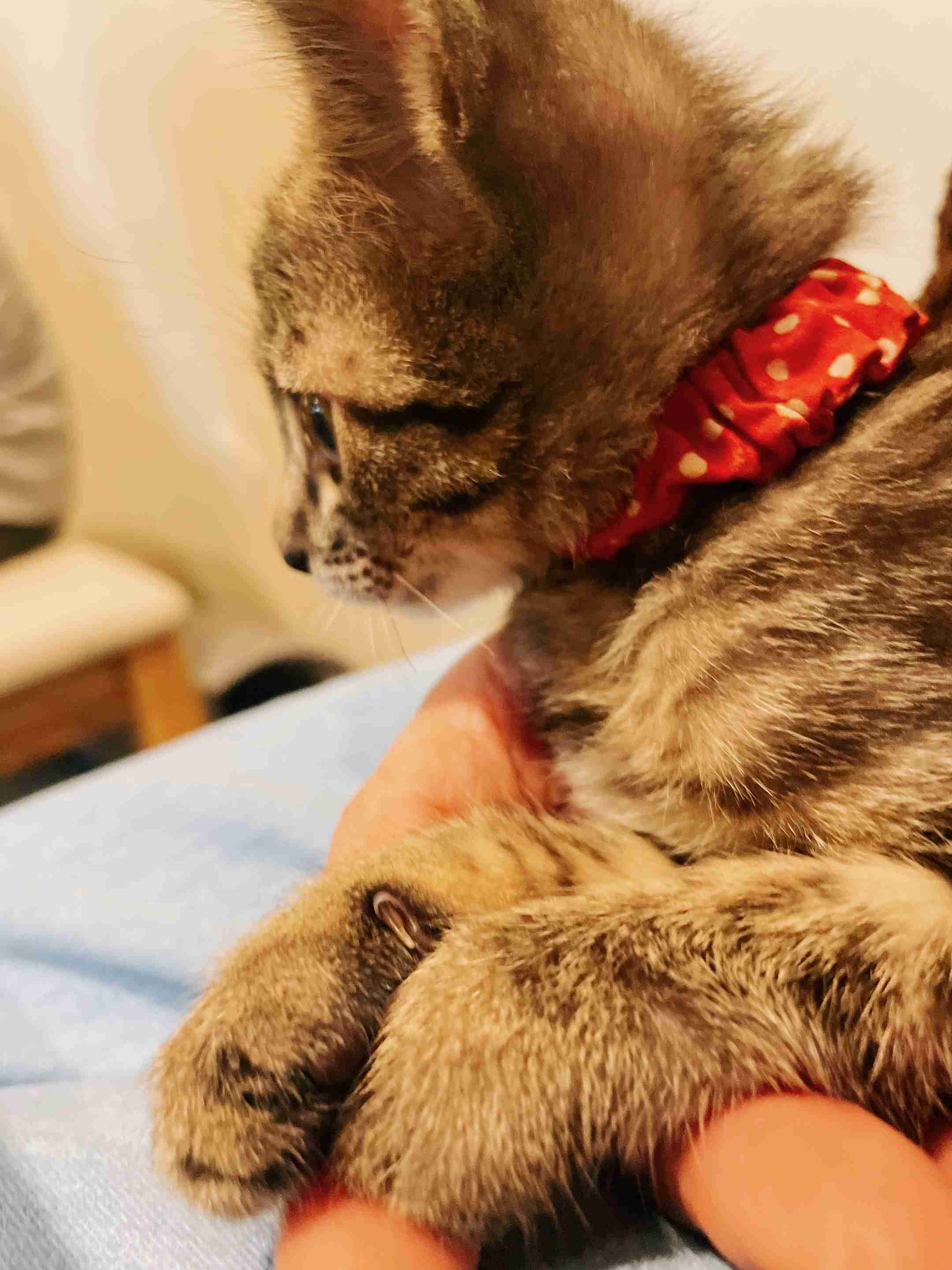 身体の上で猫が『大渋滞』猫カフェでモテるコツに「分かる」「次試してみよう」