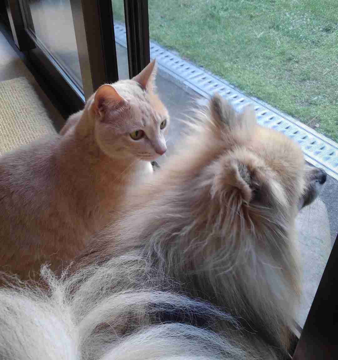 夜中にイタズラをした犬と猫　翌朝、怒られる気配を察知した２匹は…真逆の反応すぎる！