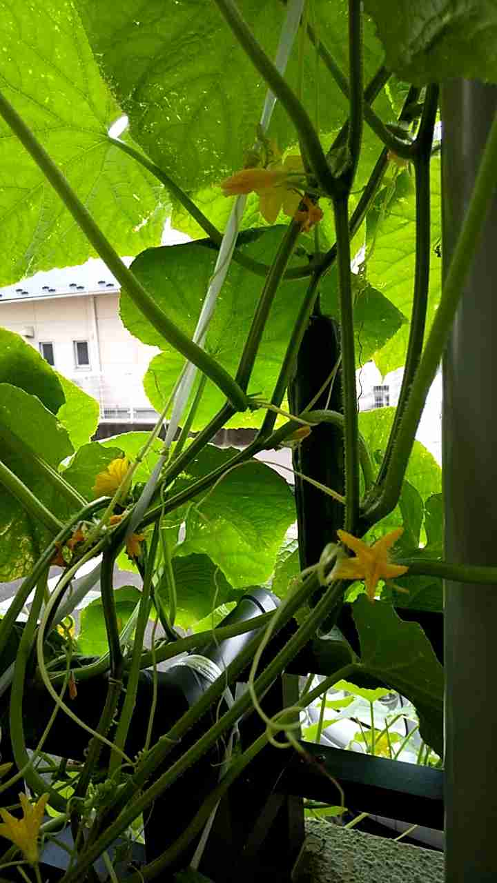 ベランダで育てる鉢植え