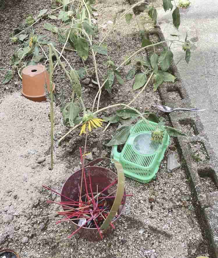 「理想の夏」と「現実の夏」の画像