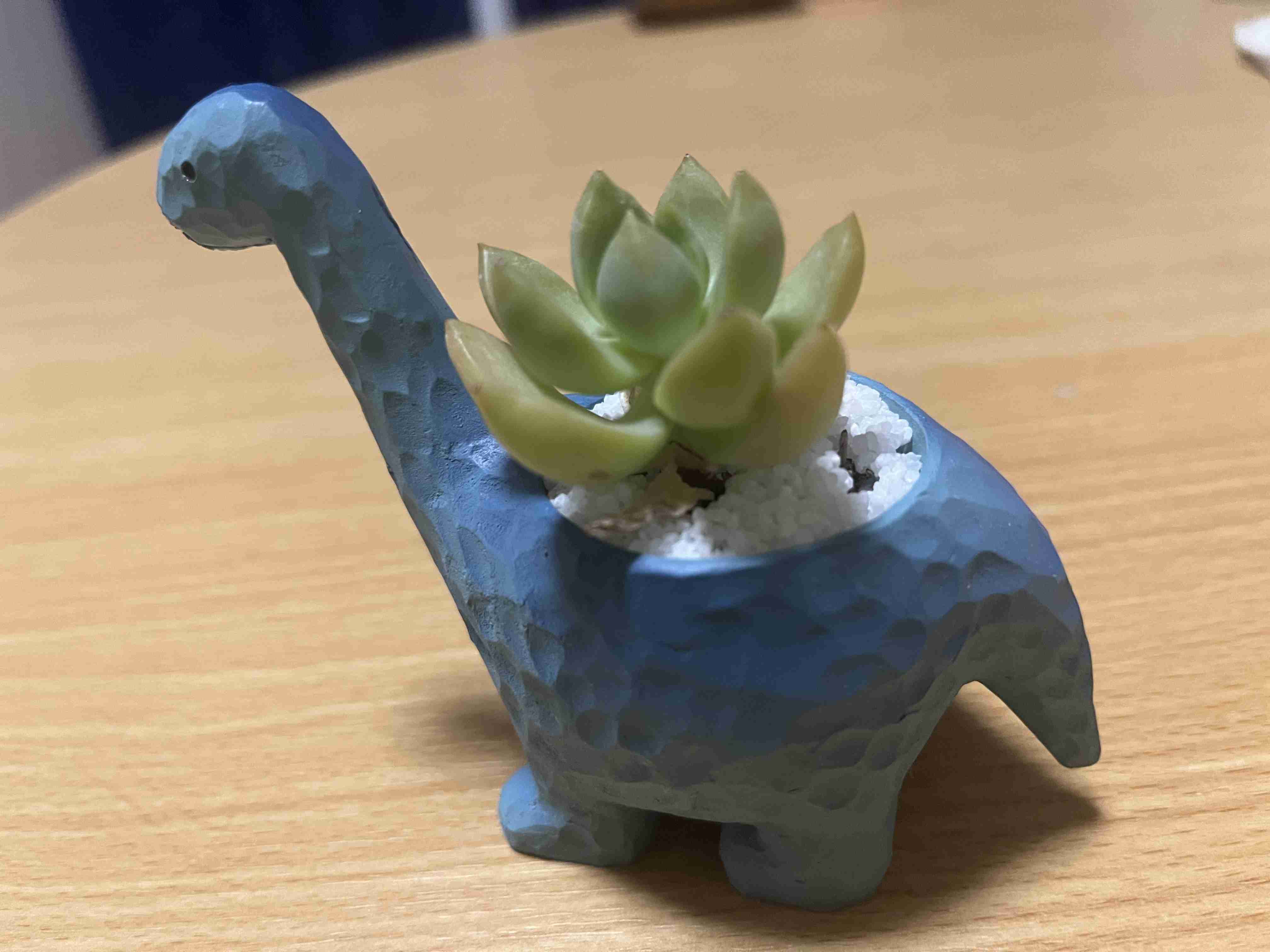 初めての観葉植物