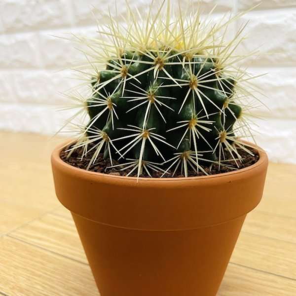 初めての観葉植物