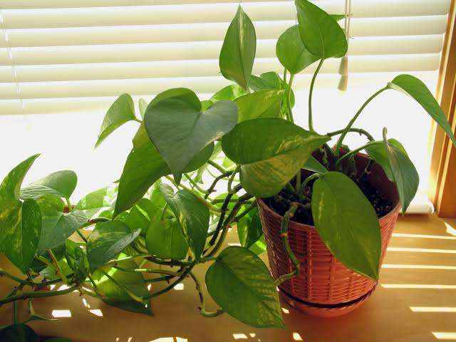 初めての観葉植物