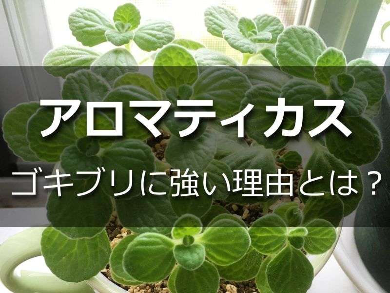 初めての観葉植物