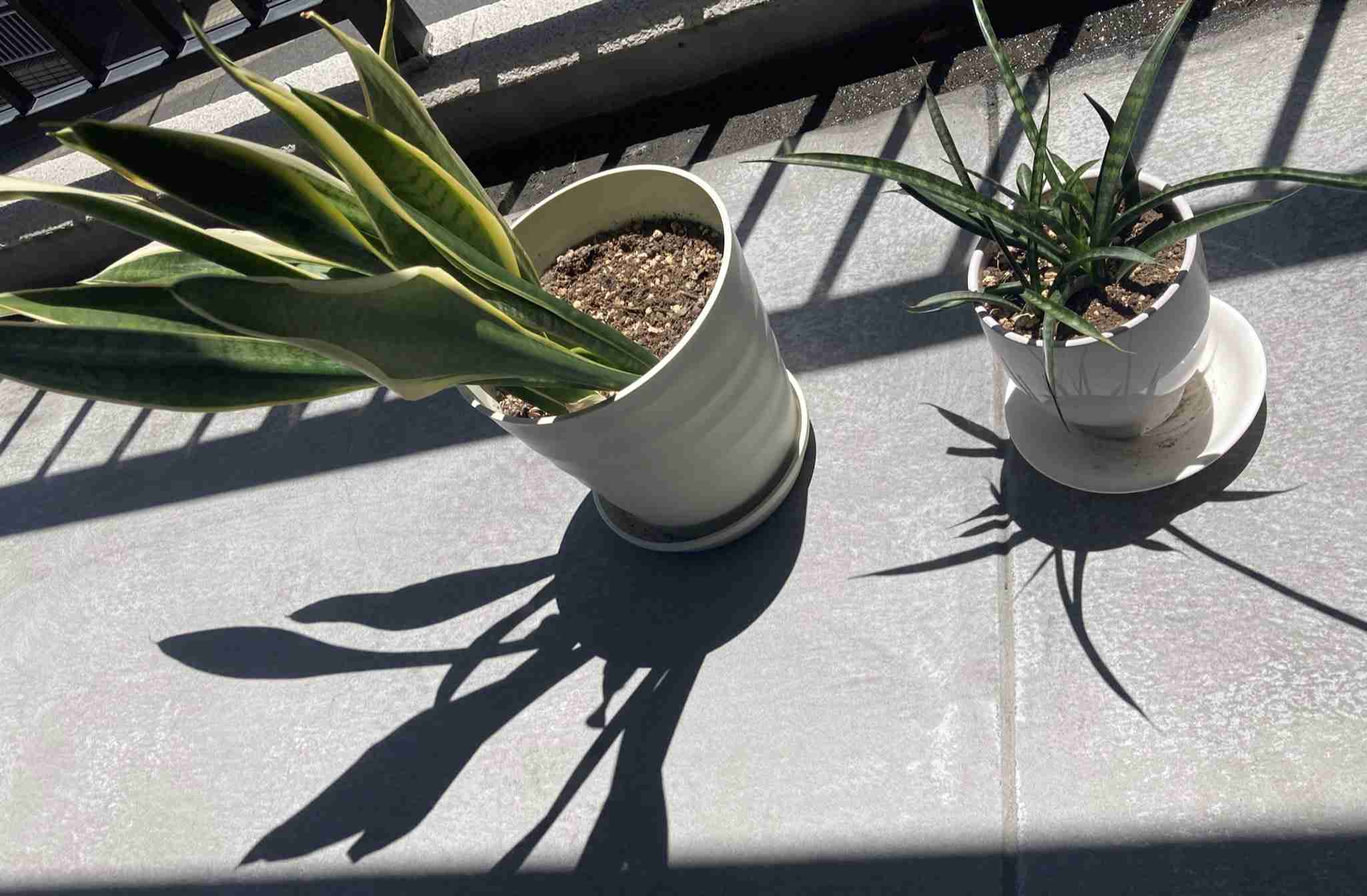 初めての観葉植物