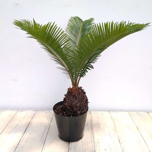 初めての観葉植物