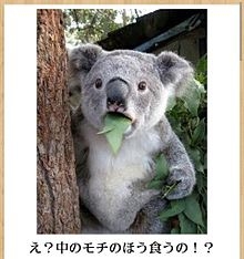 【余計なお世話だけど】現実(リアル)でも付き合ってほしい芸能人・有名人カップル役・夫婦役