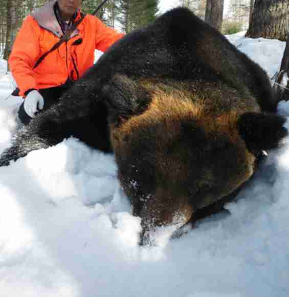 クマがポニーを襲ったか 内臓えぐられ、首にはかまれた痕 牧場跡の草地で放し飼いの1頭が死骸で見つかる 北海道大樹町