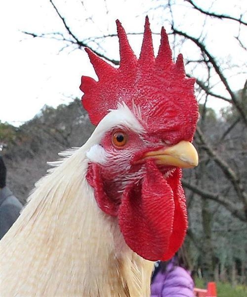 【せやかて】服部平次になって七夕を過ごすトピ【Part.22】