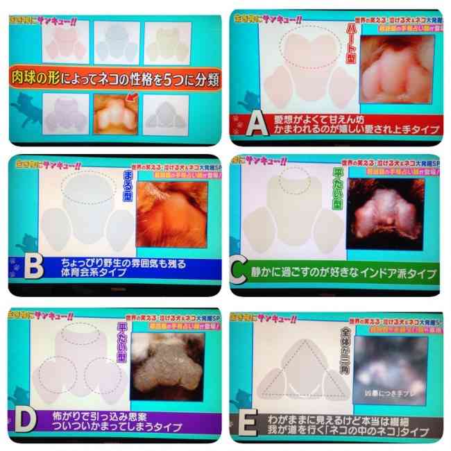 いろんな肉球が見たい