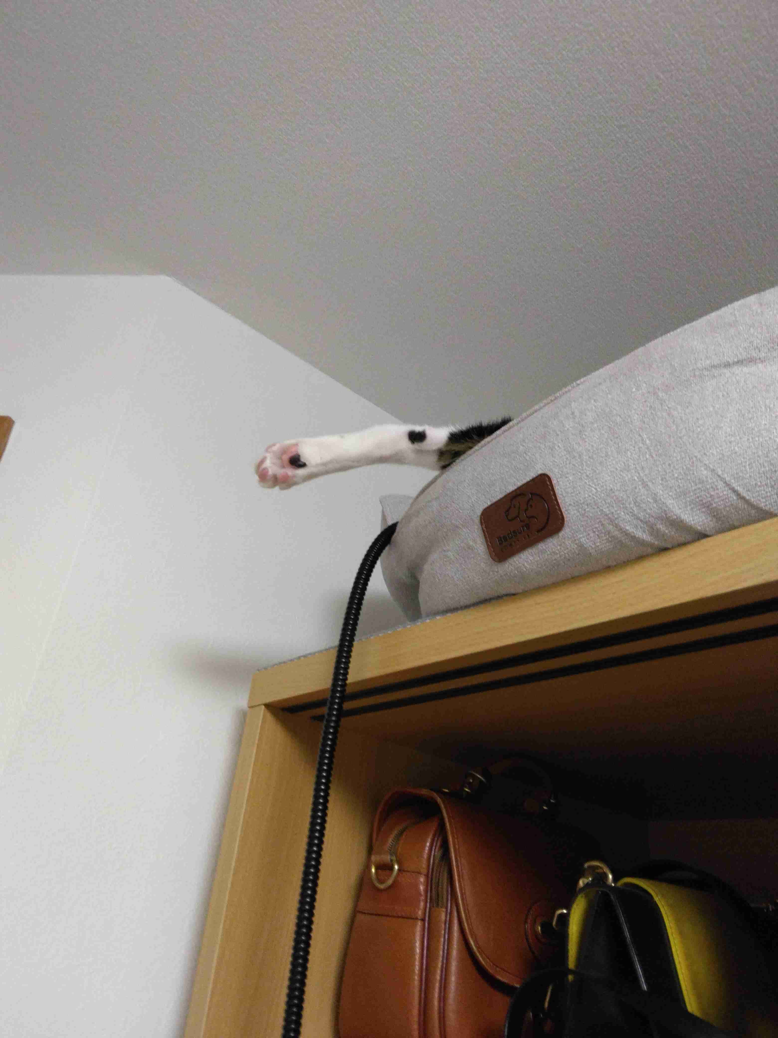 いろんな肉球が見たい