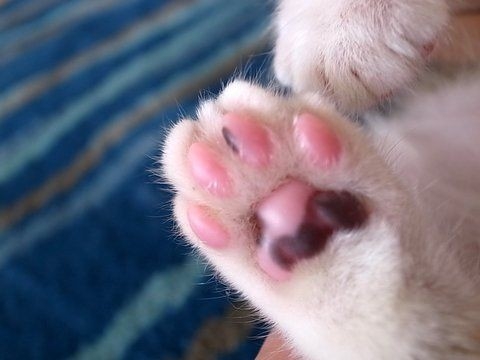 いろんな肉球が見たい
