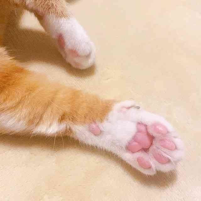 いろんな肉球が見たい