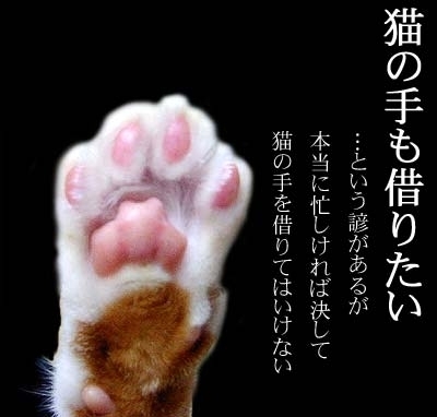 いろんな肉球が見たい