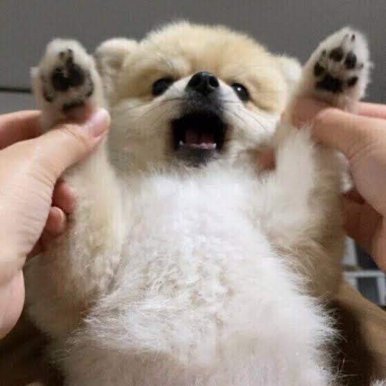 いろんな肉球が見たい