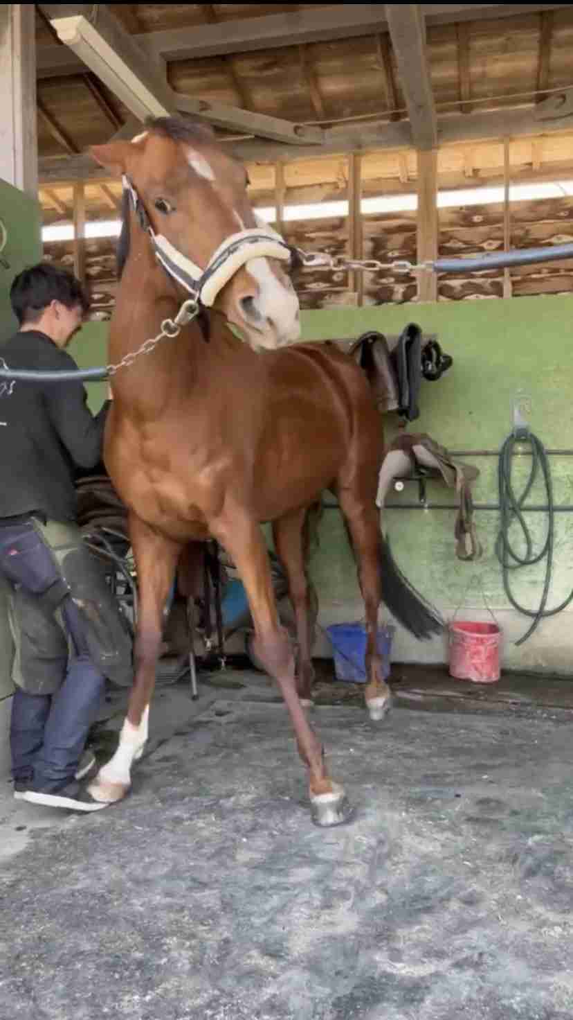 【競馬】UMAJO集まれ！ part 27【アンチ厳禁】