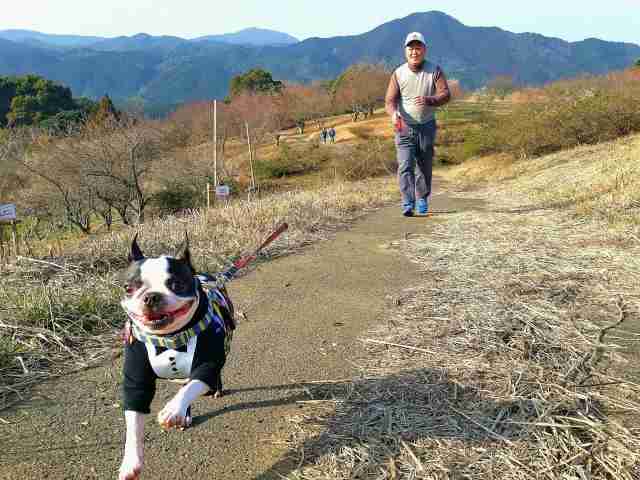 犬と散歩中の女性、そばを通った自転車にリード絡まり転倒　運転男性に1570万円支払い命令　神戸地裁