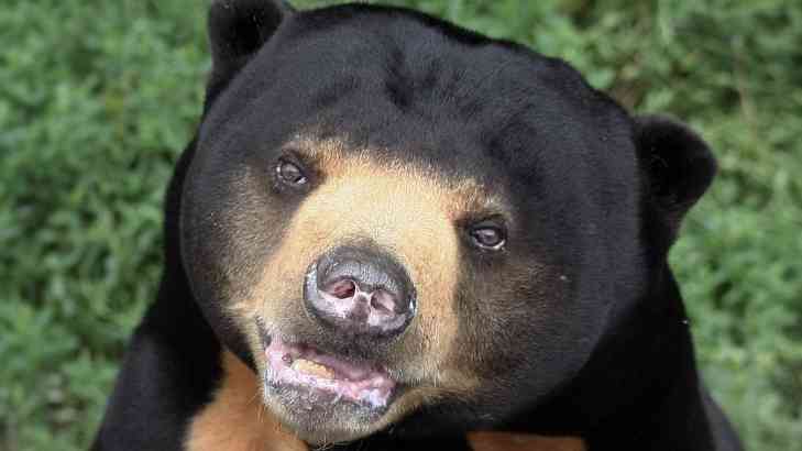 鳥羽シェフ、不倫発覚後の映画チケット販売　監督は公開に難色「恩を仇で返したくない」　予告に妻子の姿