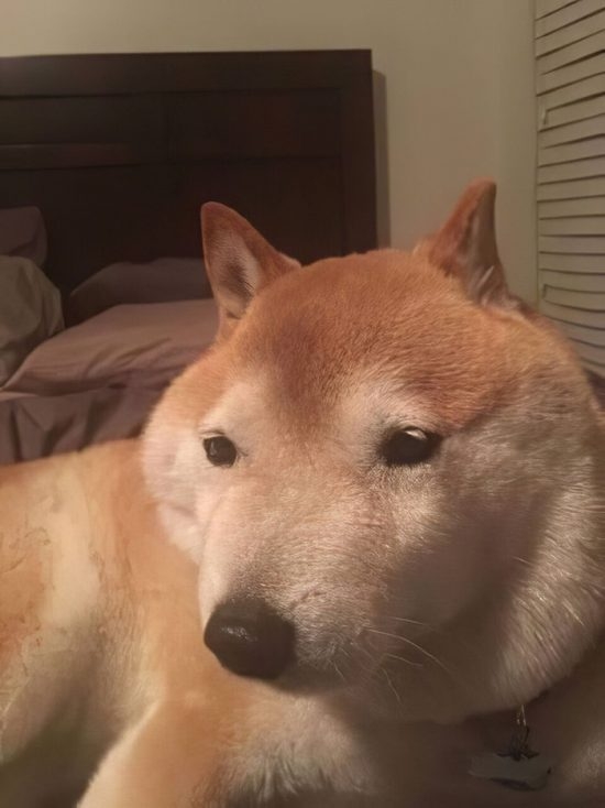待ち受けにしたくなる画像貼ろう選手権