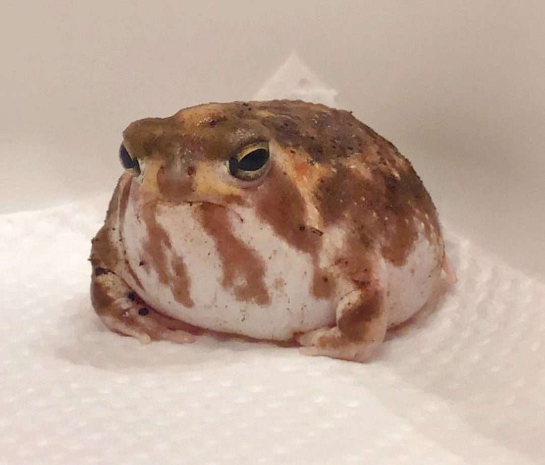 待ち受けにしたくなる画像貼ろう選手権