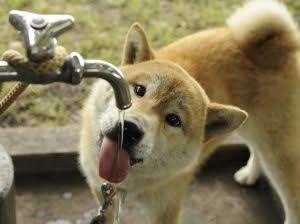 ちょっと一言　〜画像を添えて〜part4