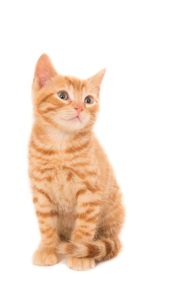 自分を動物に例えるなら?