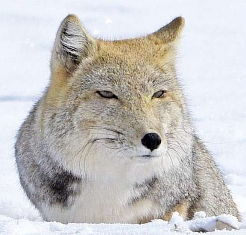 自分を動物に例えるなら?